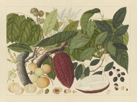 Andalas Botanicals 07