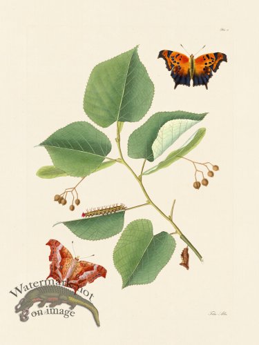 (image for) Abbot Butterfly 011