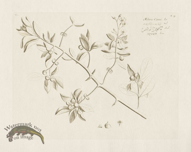 (image for) HORTUS VOL 02 19