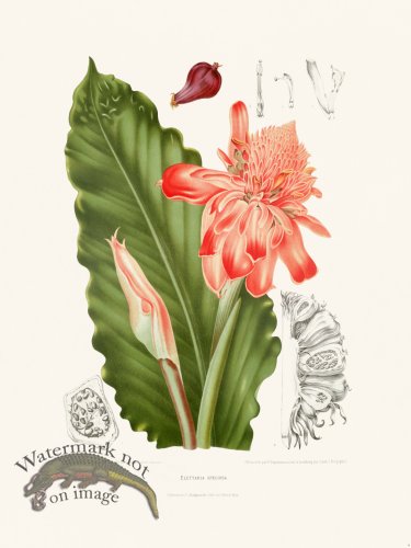 (image for) Horticulture of Java 06