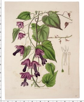 Curtis Botanical 086