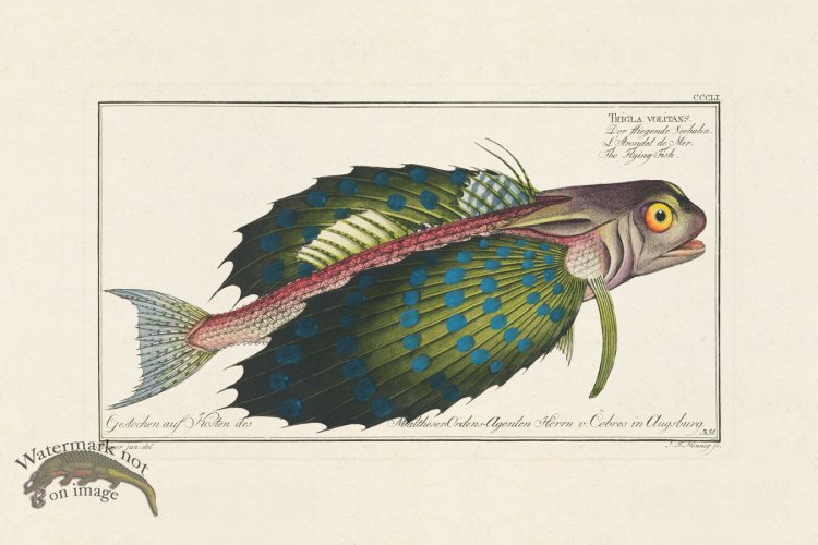 (image for) BLOCH FISH 351