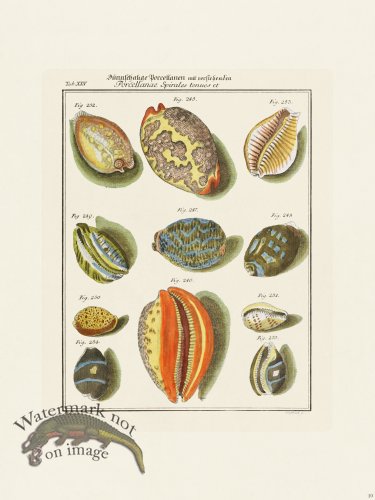 (image for) Martini Shells 010