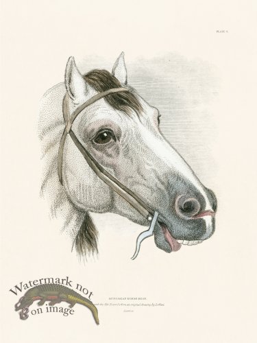 (image for) Jar Horse 09