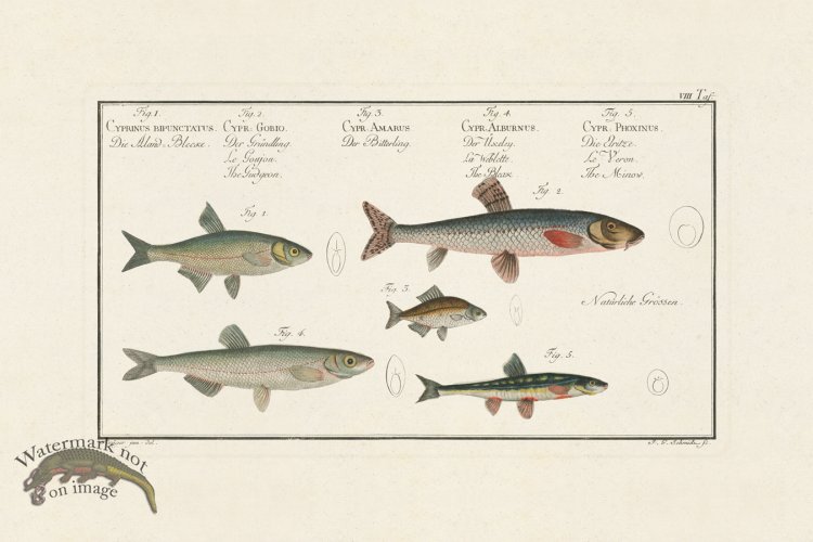 (image for) Bloch Fish 008