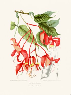 (image for) Horticulture of Java 02