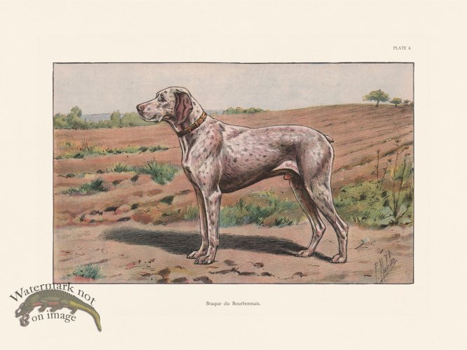 (image for) Les Chiens 004