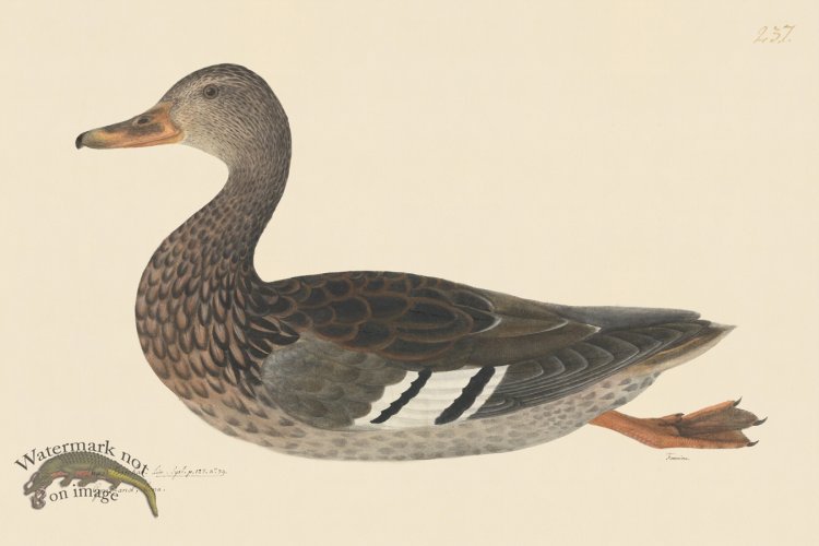 (image for) Rudbeck CFA 237 Mallard