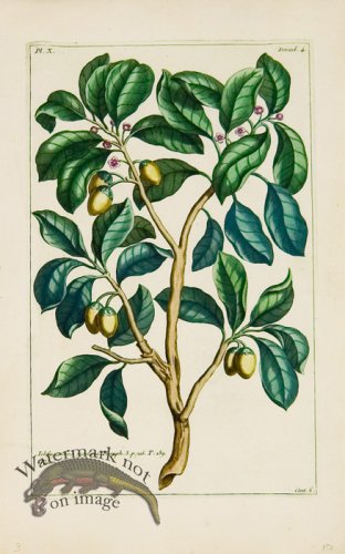 (image for) Buchoz Bot 21