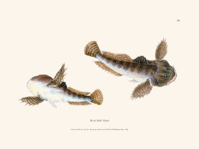 050 River Bull -Head