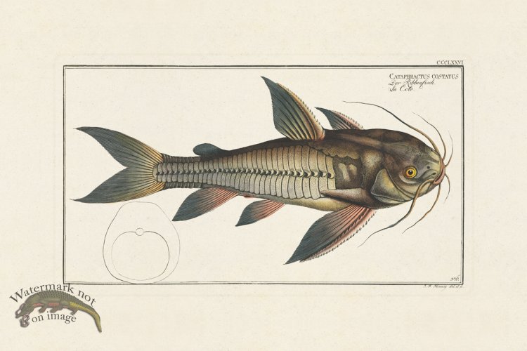 (image for) BLOCH FISH 376