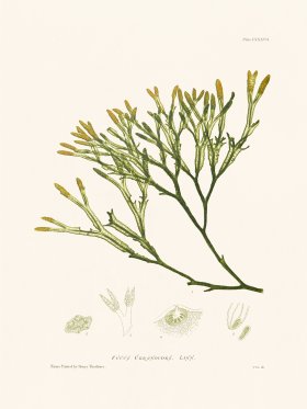 Bradbury Seaweed 137