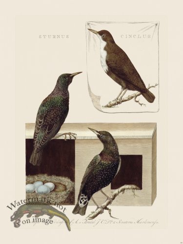 (image for) Nozeman Bird 159