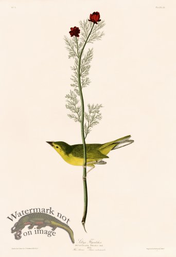 (image for) 009 Selbys Flycatcher