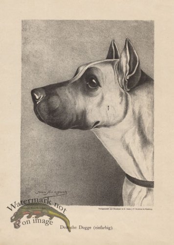 (image for) 1890s Dogs 36