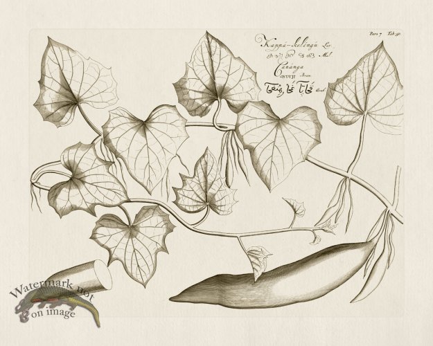 (image for) HORTUS VOl 07 50