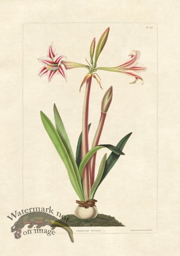 (image for) Edward bury 40