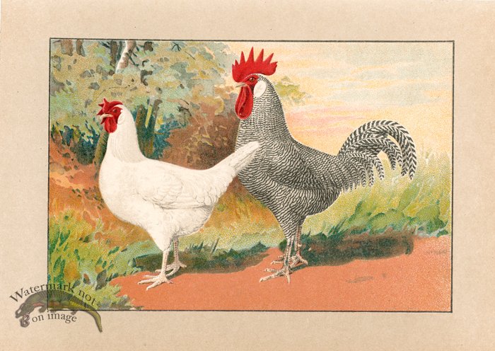 (image for) Chicken 42
