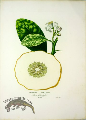 (image for) Des Orangers 18