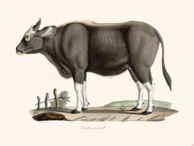 Cuvier 060 Indian Gaur Bison Female