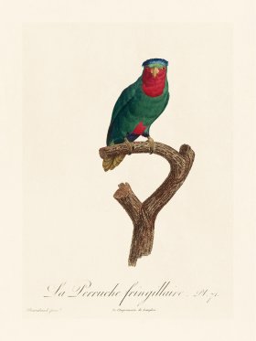Barraband Parrot 071
