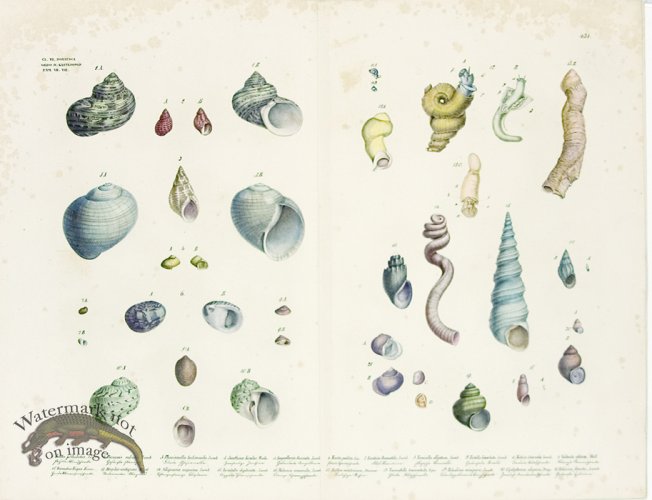 Goldfuss Shells pl 434