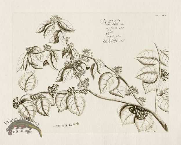 (image for) HORTUS VOl 07 18