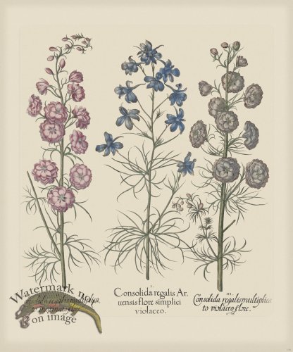 (image for) Besler 176 Colored B2