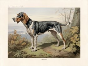 CFA Dog Coonhound