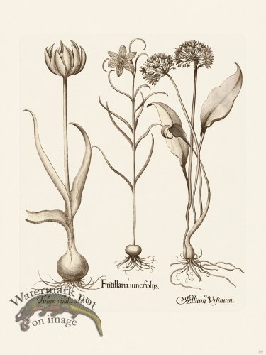 (image for) Besler 059 B1