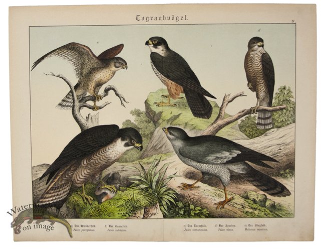 (image for) Hawk Peregrine Falcon