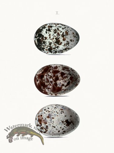 (image for) Oology 10