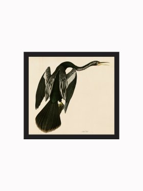 Rudbeck CFA_BF 48 Snake Bird