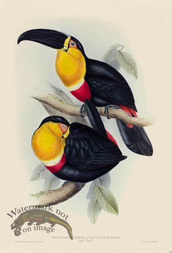 (image for) Ariel Toucan