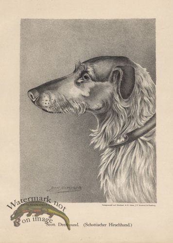 (image for) 1890s Dogs 21