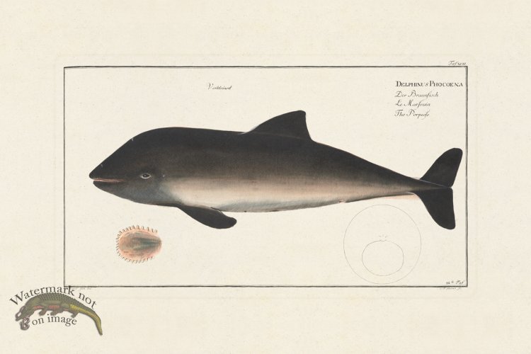 (image for) BLOCH FISH 092