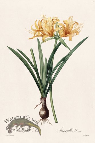 (image for) Les Liliacees Redoute 061