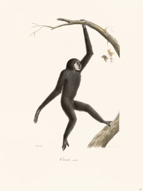 Cuvier 381 Ounko Male