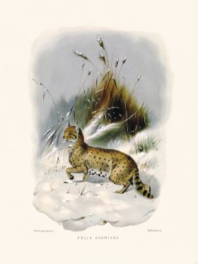 Elliot Cat 35 Cat Shawiana