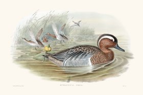 Gould Waterfowl 31