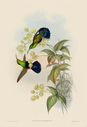 Gould Hummingbird 083