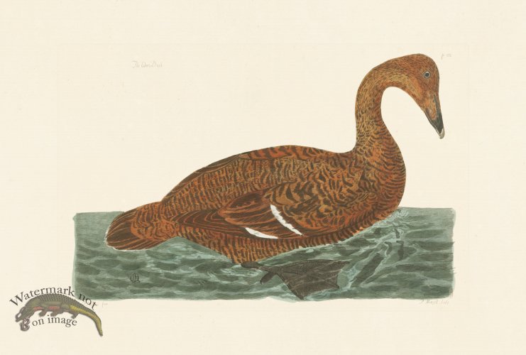 (image for) Pennant Zoology 039