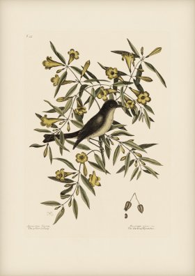 053 Blackcap Flycatcher