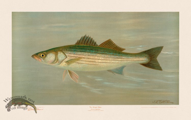 (image for) Striped Bass