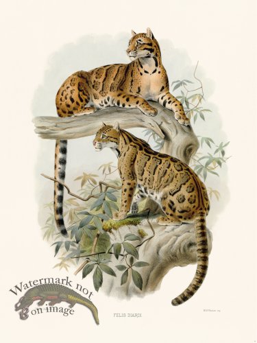 (image for) Elliot Cat 08 Clouded Leopard