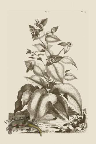 (image for) Abraham Munting 117