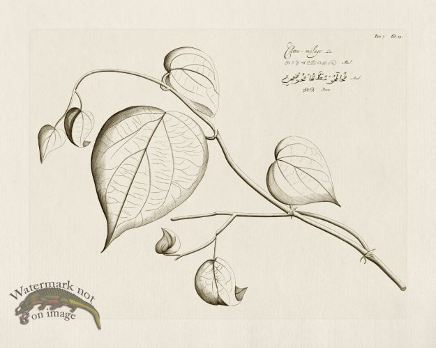 (image for) HORTUS VOl 07 13