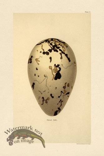 (image for) Seebohm Egg 11