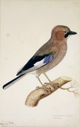149 Swedish Birds . Corvus Glandarius Eurasian Jay