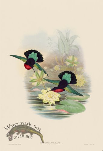 (image for) Gould Hummingbird 082